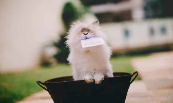 Photo Cute bunny lamp